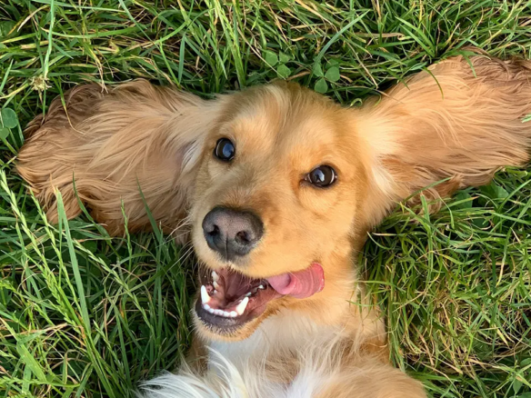 An image of a dog laying on its back in Stanley Park within Toronto, Ontario, Canada just by Liberty Village.