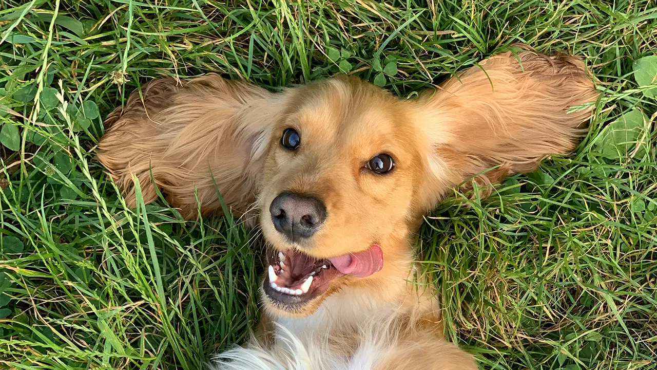 An image of a dog laying on its back in Stanley Park within Toronto, Ontario, Canada just by Liberty Village.